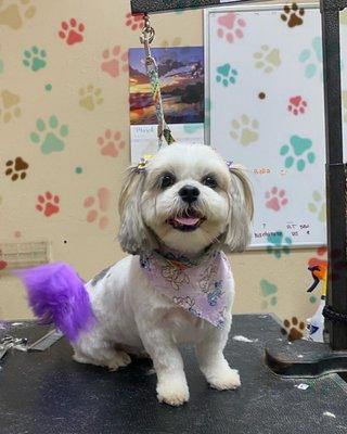 Dog groomer and fur dying in Maui