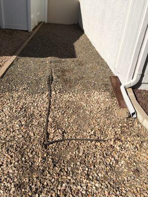 This is sprinkler line that they just left exposed. Couldn't be bothered to put the line a little bit under the rock