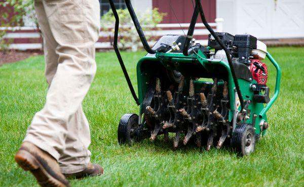 Lawn aeration with core aerator.