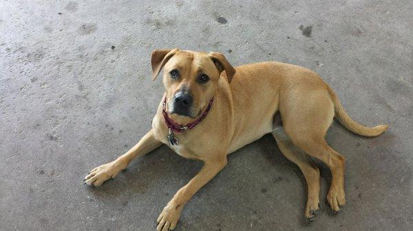 Roxie is always there to welcome you!  Best dog ever :)  Just remember she wants a treat.  Just ask Scott, he has them waiting for her.