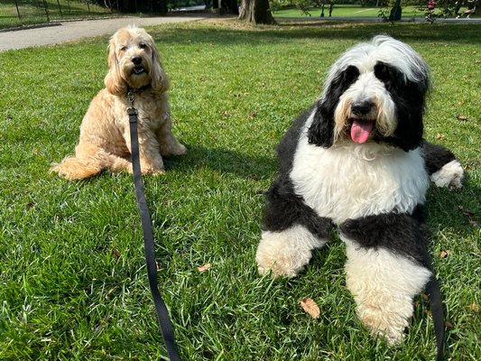 Happy dogs !!