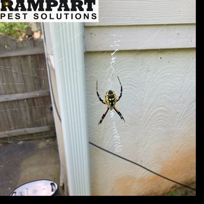 Orb Weaver Spiders can create webs of up to 3 ft in diameter. We dust those exterior webs as part of our routine quarterly service.