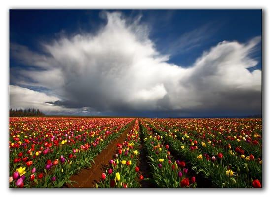 1st Place in Landscape category for the Pro Photo/Canon Cameras 2010 Woodburn Tulip fest contest