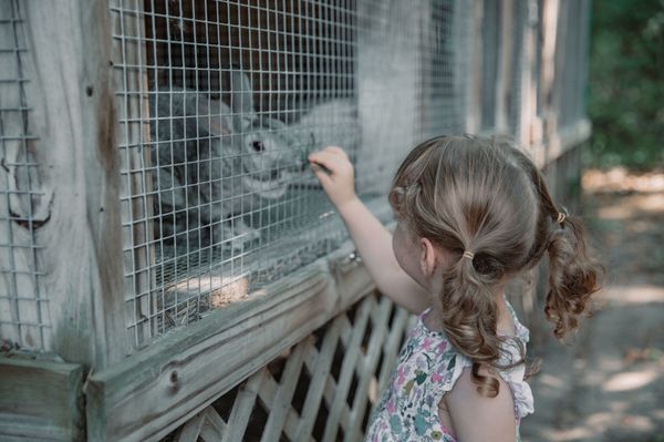 A young visitor engages with one of the American Chincilla Rabbits on the farm