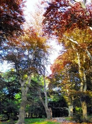 Golden Beech Grove In Early Summer