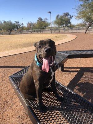 Murphey enjoying the dog park