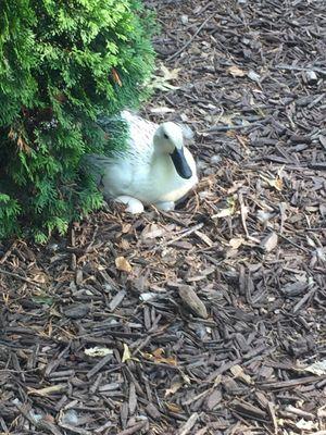 Duck with her eggs