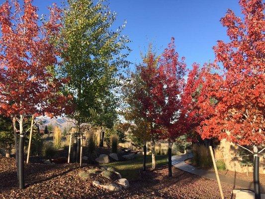 Our beautiful Fall colors.  Brandon choose these gorgeous trees to brighten our yard!