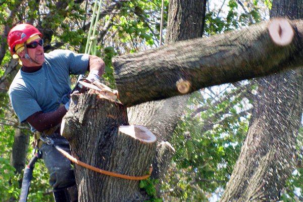 Tree Removal Services in Overland Park