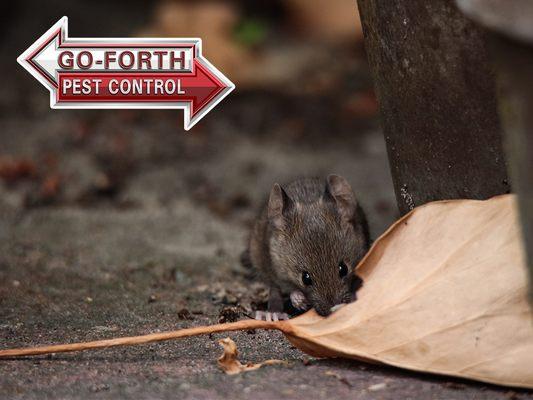 Go-Forth Pest Control