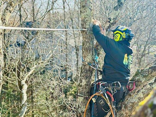 Our tree climbers and Arborists have the training and know-how to protect trees and property with tree cabling.