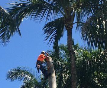 Boca Raton Tree Service