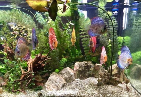 My discus tank