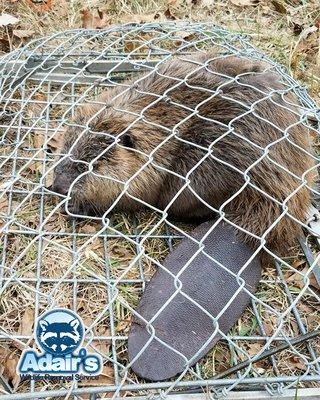 Beaver trapping and removal