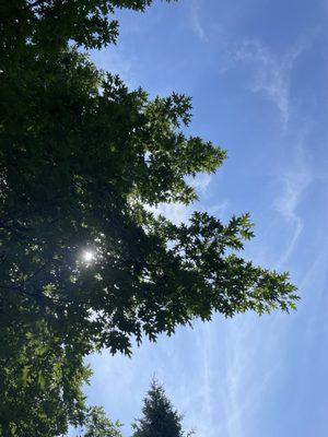 Red oak tree with sunlight filtering through