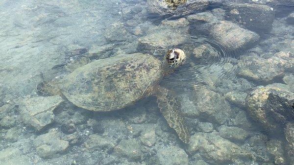 Walking with Sea Turtles in Kona, Hawaii