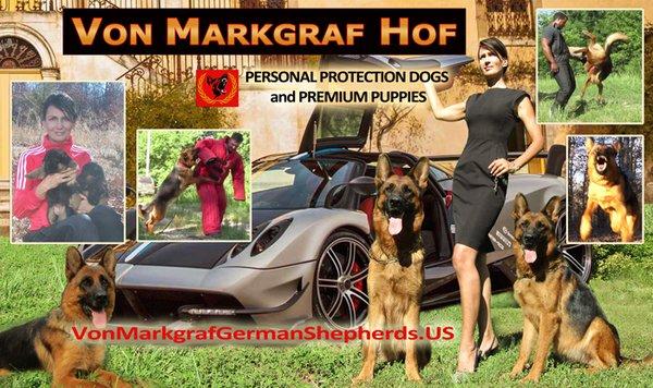 Personal Protection Dogs and Premium Puppies