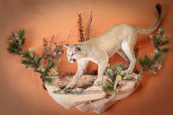 Life size mountain lion on a recreation land in New Mexico.