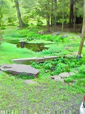 natural pond before restoration