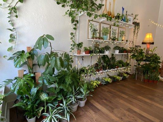 Plant wall