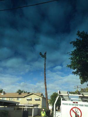 110 foot Pinus canariensis " Canary Island Pine " removal