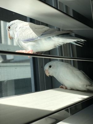 Parrotlet that was purchased from Gomez Pet shop (bottom) and my parrotlet that I already had (top)