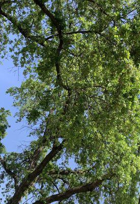 Gorgeous mature trees on campus