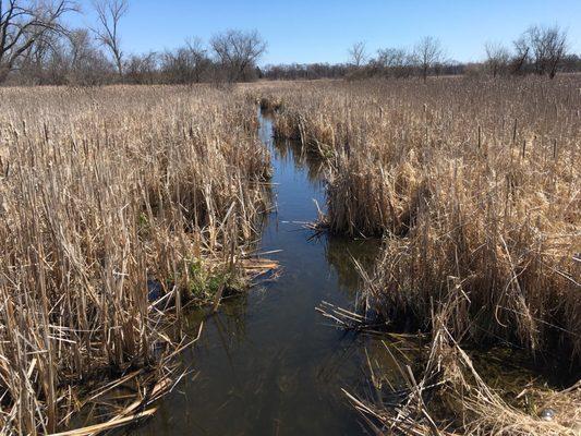 View of the swamp from raised wooden path over marshland