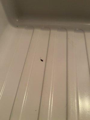 Dead roach in the fridge