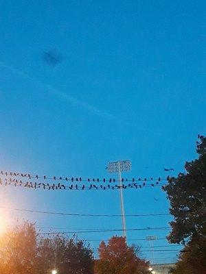 Blackbirds, doing what they do best in fall, heading South. So beautiful. Uniondale, Town of Hempstead (2018)