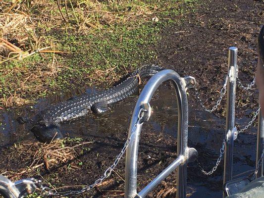 Gators up close