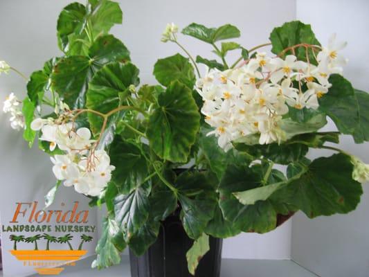 White Begonia