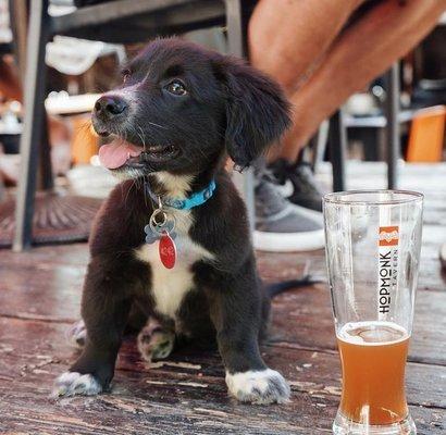 Snoopy knows how to spend the 4th! Dine indoor or in the garden the Hopmonk Tavern in Novato!