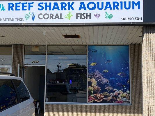 Reef Shark Aquarium: we sell marine fish and live coral