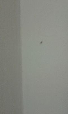 A bat bug on my wall