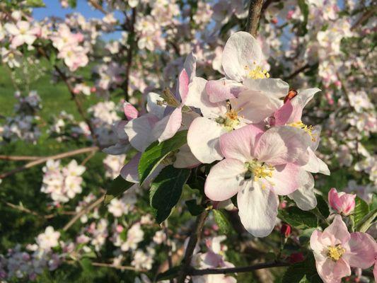 Blueberry Ridge Orchard