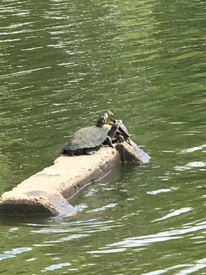 Turtle at the pond SXU