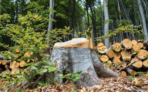 Madison Tree Removal