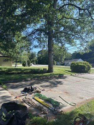 Tree Service near me