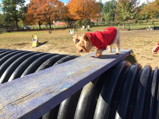 Starr Farm Dog Park