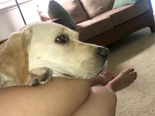 Pedicure and cute dog