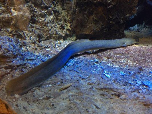 The eel.