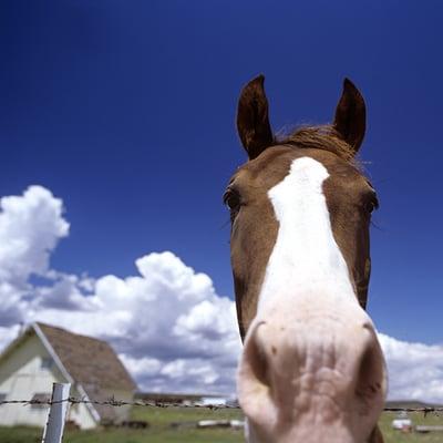 Range Horse