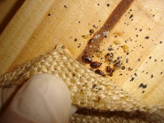 Your infamous bed bug.  The large brownish red ones are adults, the yellowish ones are the babies, and the tiny rice like objects are eggs