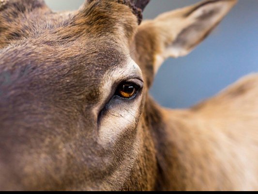 Eye detail elk