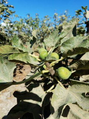 Figs up close.