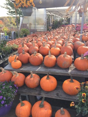 Small pumpkins are $3 each