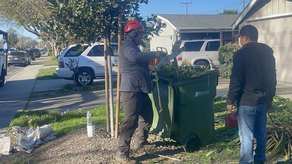 They also put the leaves in the bins for u.