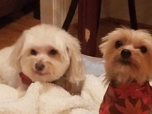 Two of my three little ones just after a grooming session.