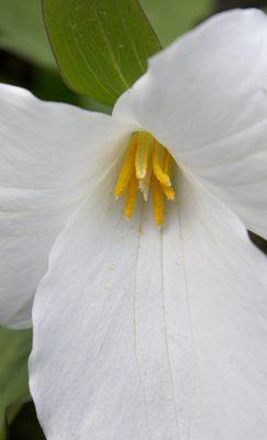 Trillium